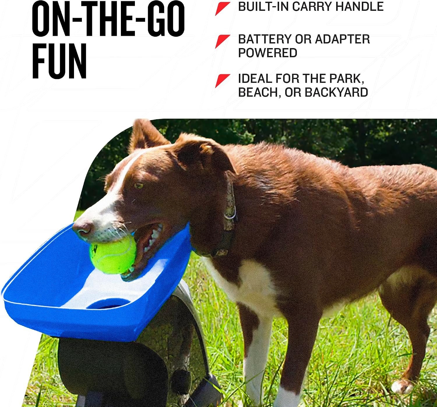 Automatic ball launcher problems: a dog with its head in the Franklin launcher tray