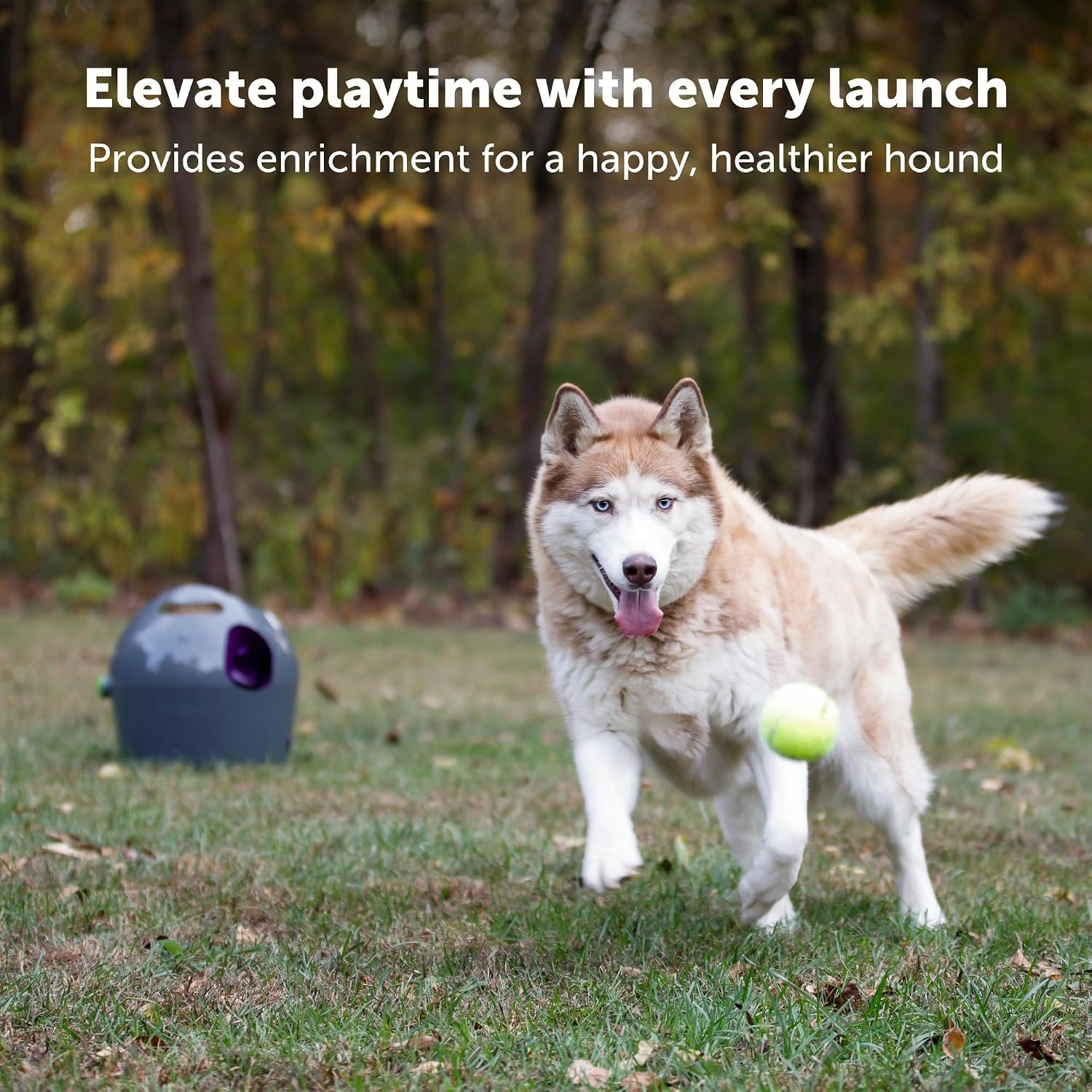 PetSafe automatic ball launcher review: a husky running down a launched tennis ball