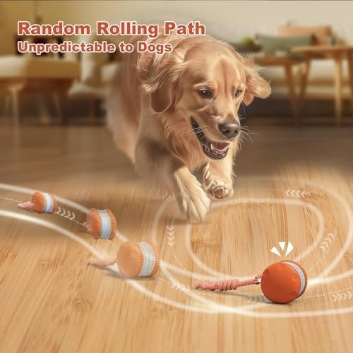 Interactive dog ball review: the random rolling path that makes the toy unpredictable